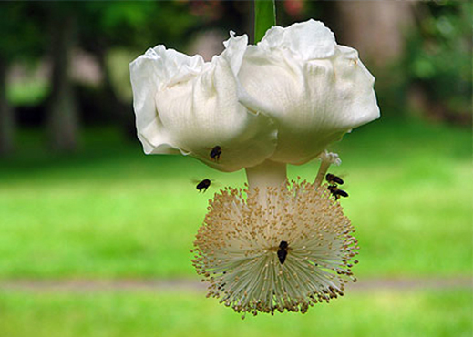 botanical garden mauritius